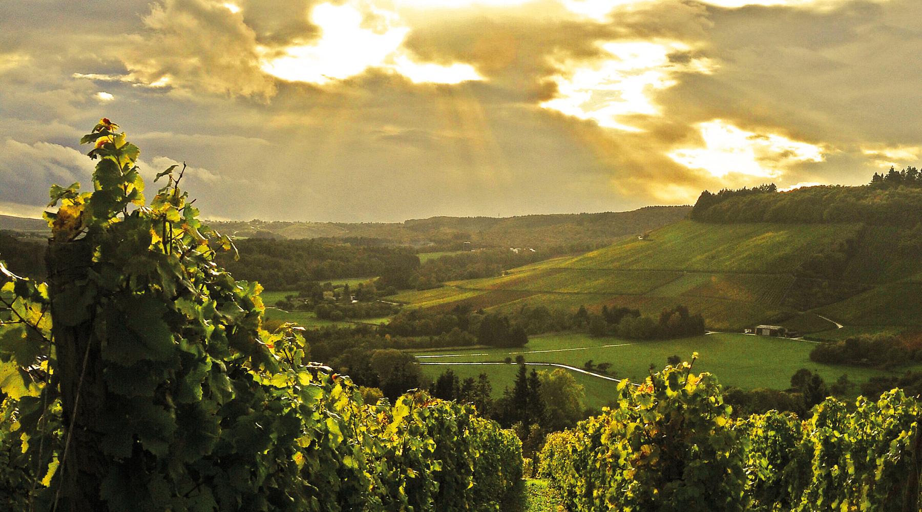 Losen-Bockstanz Wittlich Weingut